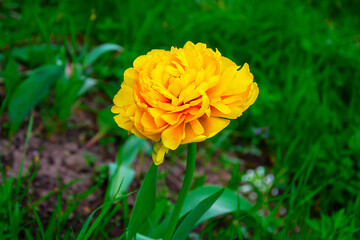 Early double tulip close-up on a green background.