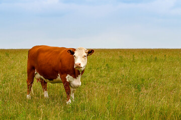 Brown and white cow standing in a field of long grass looking at the camera. No people. Copy space.