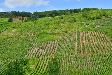 Moselle valley; Germany- august 11 2021 : valley of vineyard