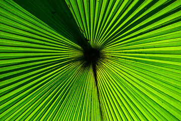 Fototapeta premium Fragment of a tropical palm leaf close-up. Indonesia. Sulawesi.