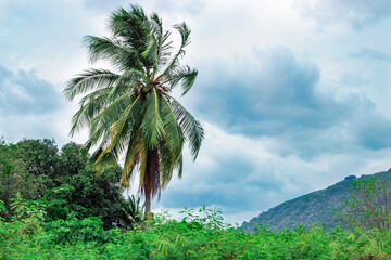 Fototapeta na wymiar Tropical landscape. Tall palm tree with coconuts among green thickets and mountains on a cloudy day with clouds in the sky in Thailand