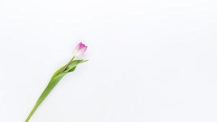Pojedynczy kwitnący tulipan o różowych płatkach na białym tle