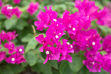 Naklejka na ściany i meble Red bougainvillea flowers close up. Tropical flowering plants, beautiful floral background