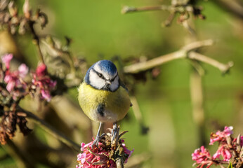 Blue tit on the flowering tree in early spring, England. The Eurasian blue tit (Cyanistes caeruleus) is a small passerine bird in the tit family, Paridae.