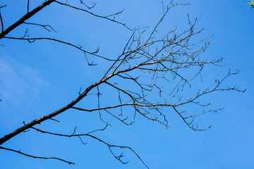 Tree branch without leaves on a background of blue sky. Early spring