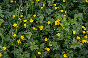 delicate yellow flowers on a background of green leaves