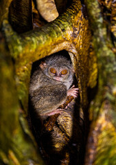 Spectral tarsier is sitting in the hollow of a tropical tree in the jungle. Indonesia. Sulawesi Island.