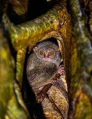 Spectral tarsier is sitting in the hollow of a tropical tree in the jungle. Indonesia. Sulawesi Island.