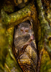 Fototapeta premium Spectral tarsier is sitting in the hollow of a tropical tree in the jungle. Indonesia. Sulawesi Island.