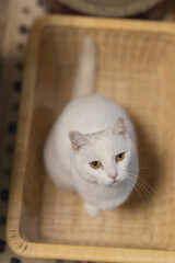 Fototapeta na wymiar 白の保護猫（a cute white rescued cat）