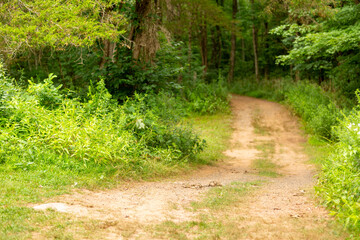 Dirt path curving into grassy woods