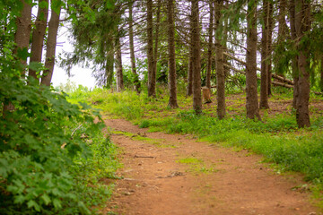 Dirt path through vibrant green woods