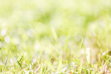 Closeup grass in bright sunny field
