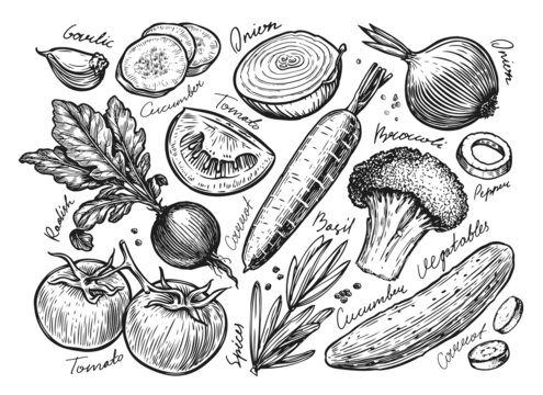 Vegetables set drawn sketch. Farm organic food vintage vector illustration