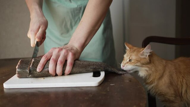 Man in the kitchen in an apron cuts a large trout fish on the table, a ginger cat sits nearby and gnaws on a fish tail.