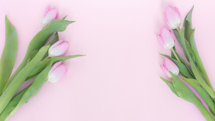 Kwitnące, różowe tulipany na pastelowo różowym tle