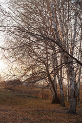 autumn birches at sunset in the village