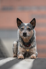 Funny Australian cattle dog on the background of the urban landscape. Dog in the city