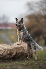 Funny Australian cattle dog standing with front paws on a large stone against the background of a foggy spring landscape.