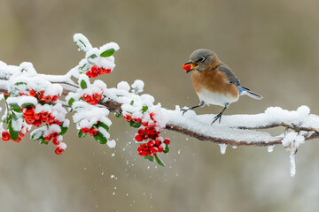 Female Eastern Bluebird eating red berry while perched on snow covered branch