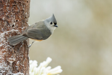 Tufted Titmouse perched on tree branch