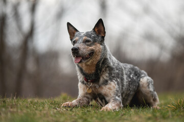 A cute Australian cattle dog lying in the grass against a foggy spring landscape