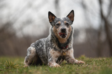 A cute Australian cattle dog lying in the grass against a foggy spring landscape