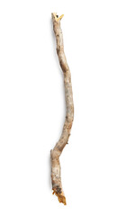 Tree branch isolated on white background. Wooden stick