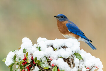 Eastern bluebird (Sialia sialis), 