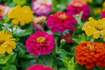 red and yellow zinnia flowers