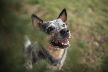Cute Australian cattle dog among fir branches. Close-up portrait