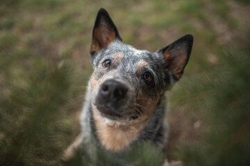 Cute Australian cattle dog among fir branches. Close-up portrait