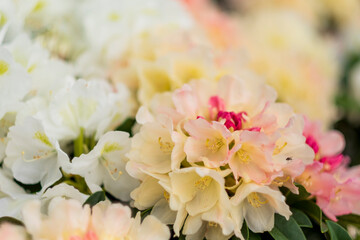white and pink rhododendron flowers
