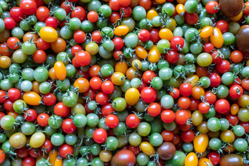 Fototapeta na wymiar Background of red yellow green tomatoes, upper view. Multicolor composition from cherry tomatoes. 1,000 fresh tomatoes for publication, poster, screensaver, wallpaper, postcard, banner, cover, post