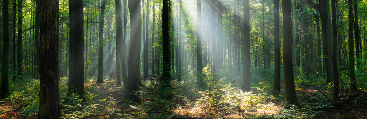 Beautiful sunny morning in the green forest