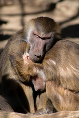 Tender baboons, social baboons. 