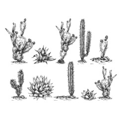 25_blue agave graphic illustration, set of different cacti, blue agave, the main ingredient of tequila, sketch on a white background, drawing of Desert Cactus, agave, side view