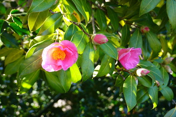 Japanese Camellia (Camellia Japonica) is a long-lived, slow-growing shrub that puts on a beautiful flowering display in late winter and stay through the spring.