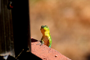 Lagartija curiosa