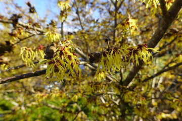 Witch hazel is a plant. The leaf, bark, and twigs are used to make medicine.