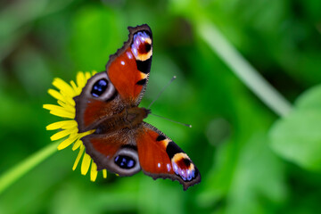 Peacock butterfly. Aglais Io