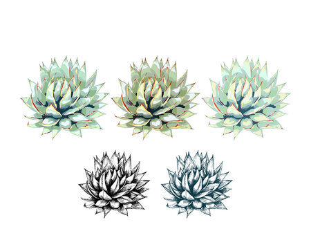 20_blue agave graphic illustration, a set of images of blue agave, the main ingredient of tequila, sketch on a white background, drawing of an agave cactus, side view, black and white, colored