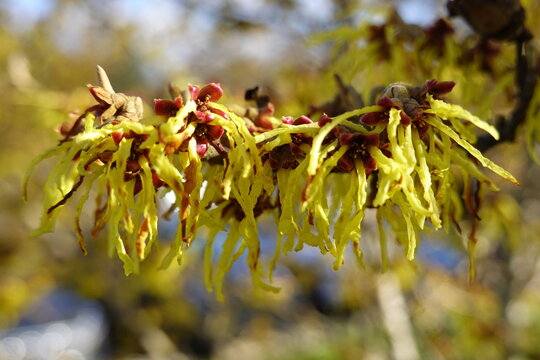 Witch hazel is an astringent used as a remedy for sunburn, rashes, acne, hemorrhoids, and more.