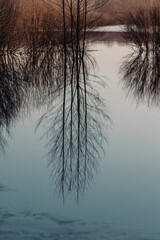 Tree branches reflect in spring water