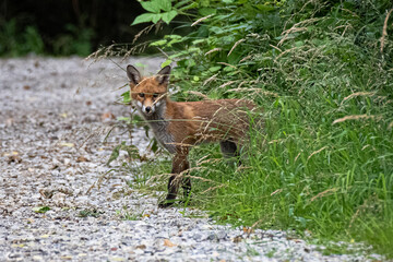 fox in the wild