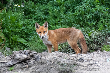 red fox 