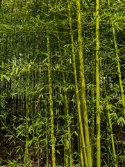 Fototapeta premium Bamboo forest background - Japan nature.