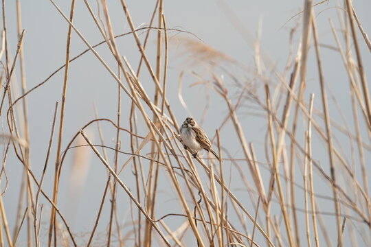 Common Reed Bunting On The Reed