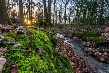 Sonnenuntergang m Wald