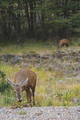 Huemul en primer plano